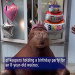 The endearing sea creature we know as the Walrus sits at a table behind his birthday decorations In front of him is a cake with a #8 candle signifying his 8th birthday.