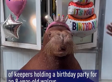 The endearing sea creature we know as the Walrus sits at a table behind his birthday decorations In front of him is a cake with a #8 candle signifying his 8th birthday.