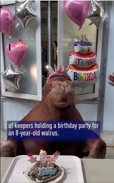 The endearing sea creature we know as the Walrus sits at a table behind his birthday decorations In front of him is a cake with a #8 candle signifying his 8th birthday.