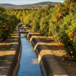 A sun-drenched photograph of an orange grove. An ancient, earthen irrigation canal filled with glistening water runs down the center between rows of lush trees laden with ripe oranges. The scene is bathed in warm, golden sunlight.