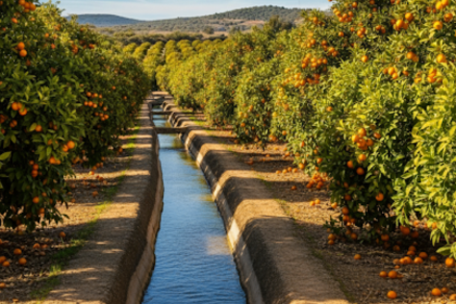 A sun-drenched photograph of an orange grove. An ancient, earthen irrigation canal filled with glistening water runs down the center between rows of lush trees laden with ripe oranges. The scene is bathed in warm, golden sunlight.