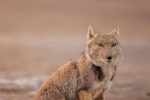 Photo image of a rare Tibetan Fox captured by Peter Yan in September 2025. Sitting on the brown ground.