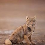 Photo image of a rare Tibetan Fox captured by Peter Yan in September 2025. Sitting on the brown ground.