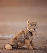 Photo image of a rare Tibetan Fox captured by Peter Yan in September 2025. Sitting on the brown ground.