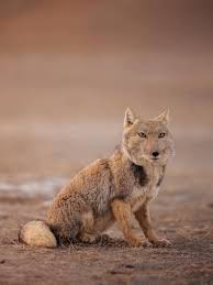 Photo image of a rare Tibetan Fox captured by Peter Yan in September 2025. Sitting on the brown ground.